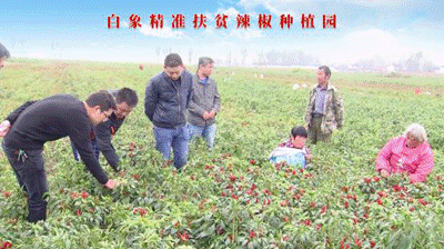 聚焦兩會(huì)：白象食品嚴(yán)守產(chǎn)品質(zhì)量，積極創(chuàng)新研發(fā)，助力鄉(xiāng)村振興
